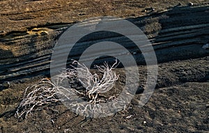 Dry plant near layers of volcanic soil