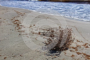 Dry plant pushed by the wind on the shore.