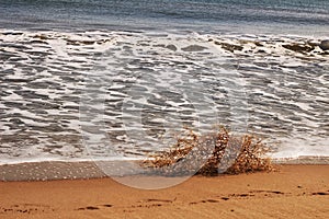 Dry plant pushed by the wind on the shore.