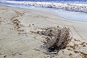 Dry plant pushed by the wind on the shore