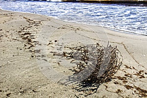 Dry plant pushed by the wind on the shore