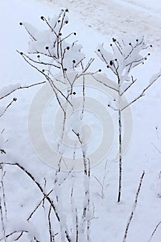 Dry plant with seeds under the snow. Winter Garden.