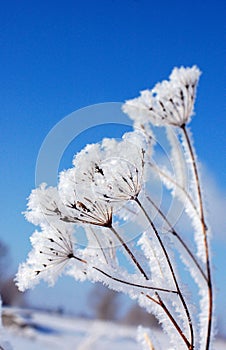 Dry plant under snow