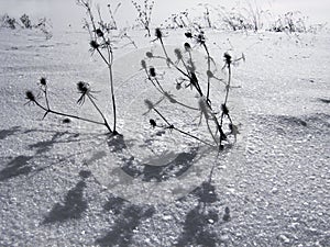 Dry plants against the background of snow.