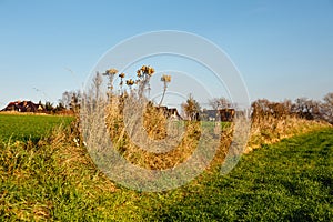 Dry plants on the background of the blue sky. Golden autumn concept. Dry grass. Autumn background