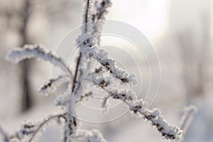 Dry plants covered with hoarfrost