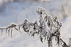 Dry plants covered with hoarfrost