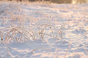 Dry plants covered with hoarfrost outdoors on winter morning