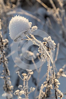 Dry plants covered with hoarfrost shining in the sun