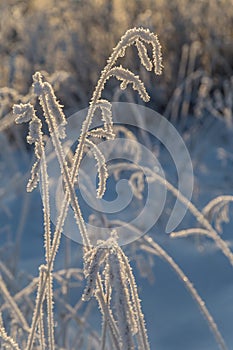 Dry plants covered with hoarfrost shining in the sun