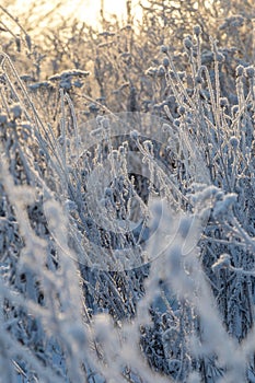 Dry plants covered with hoarfrost shining in the sun