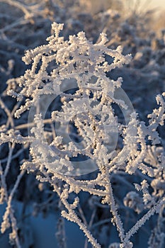 Dry plants covered with hoarfrost shining in the sun
