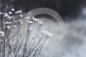 Dry plants covered with snow outdoors on winter morning, closeup