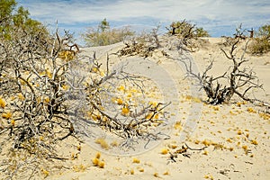 Dry plants on the desert