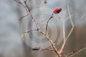 Dry plants. Brush