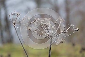 Dry plants. Brush