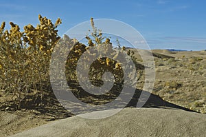 The dry plants in the great basin