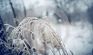 Dry plants in hoarfrost and snow