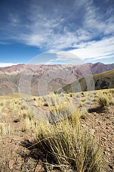 Dry plants at the Quebrada de Humahuaca, Northern Argentina