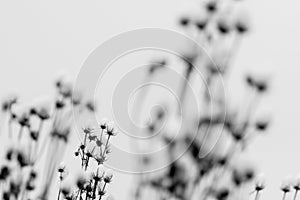 Dry plants in snow.