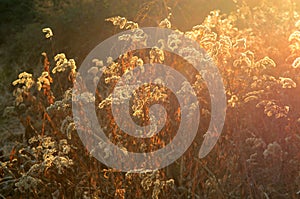 Dry plants at sunset