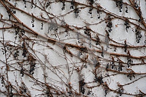 Dry plants on the white wall