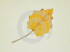 Autumn leaves isolated on a canvas photo