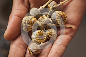 Dry poppy buds on a hand.