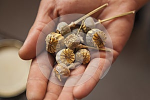 Dry poppy buds on a hand.