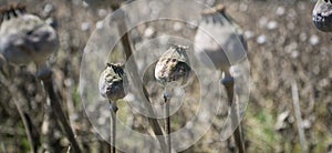 Dry poppy flower heads on the field; ready for the harvest