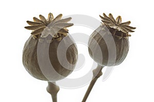 Dry poppy flowers closeup, isolated