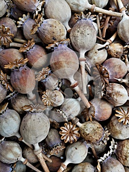 Dry poppy heads