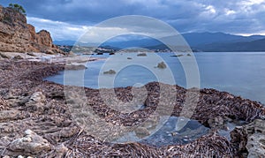 Dry Posidonia on rocks by the sea