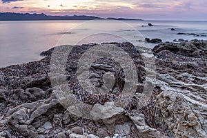 Dry Posidonia on rocks by the sea