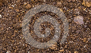 Dry potting soil in macro closeup, pattern of dry ground, gardening background, fertile earth