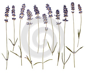 Dry pressed lavender
