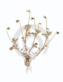 Dry pressed plant and root.