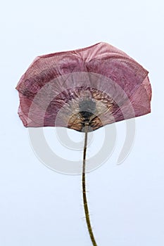 Dry pressed poppy flower on a white background