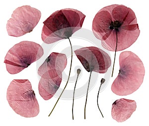 Dry, pressed poppy flowers photo