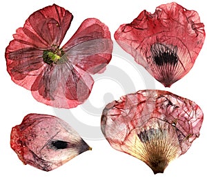 Dry, pressed poppy perspective delicate flowers and petals iso