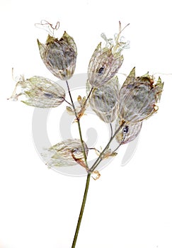 Dry pressed silene vulgaris flower photo
