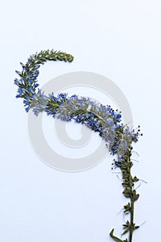 Dry pressed veronica spicata flower on a white background