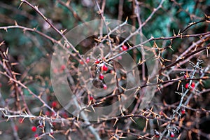 Dry and prickly bush with red berries