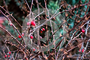 Dry and prickly bush with red berries