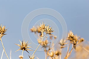 Dry prickly plant against the blue sky