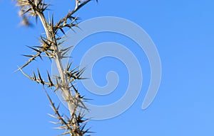 Dry Prickly Plant Against Blue Sky, Nature Backround, Survival, Space fot Text