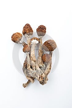 Dry psilocybin mushrooms psilocybe cubensis
