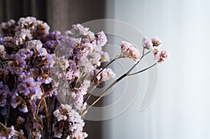Dry purple flowers