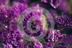 Dry purple flowers of limonium