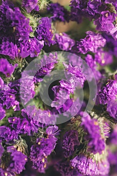 Dry purple flowers of limonium photo
